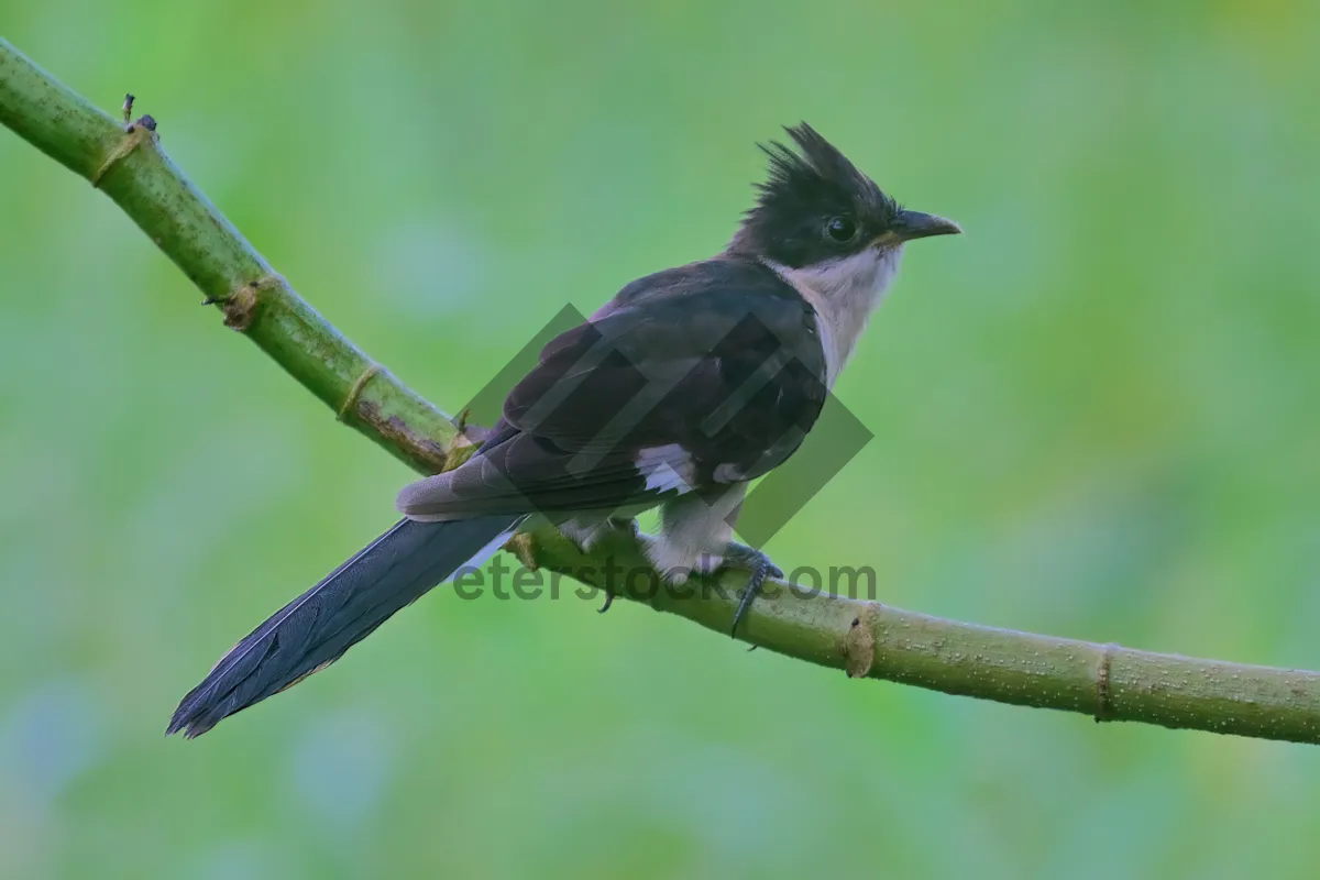 Picture of Nightingale perched on branch with bright eye.