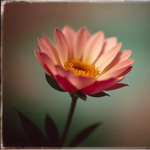 Blooming Pink Lotus in Garden