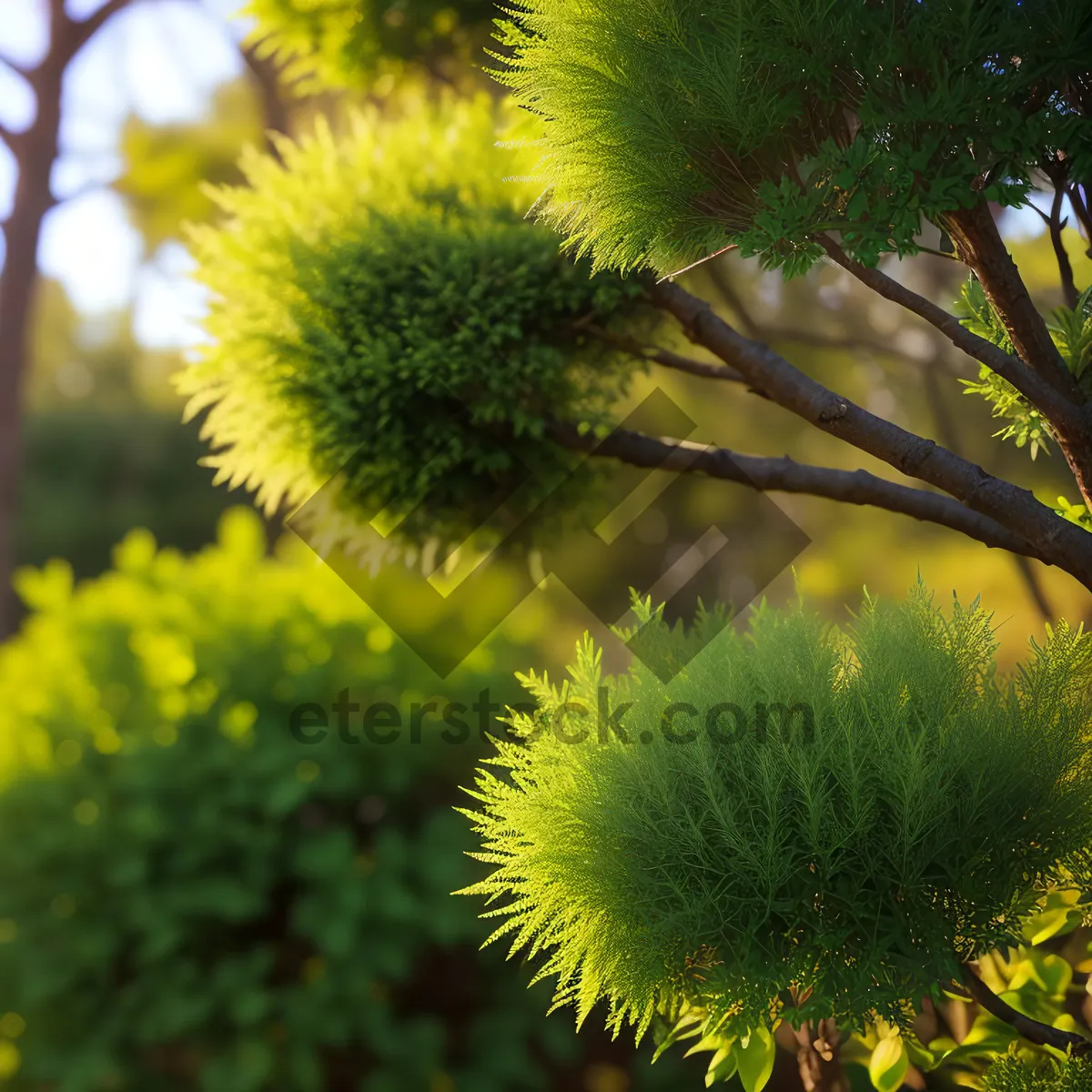 Picture of Sun-kissed Floral Burst in a Summer Garden