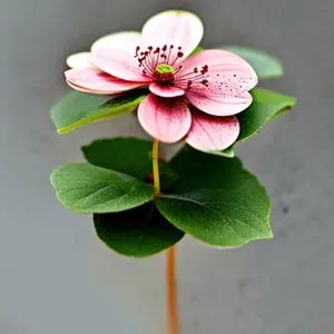 Pink Blossoming Floral Beauty with Scarlet Pimpernel