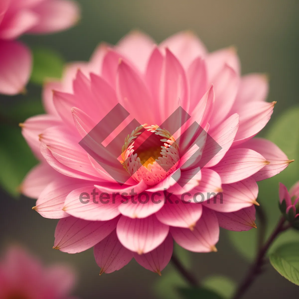 Picture of Pink Daisy Blossom in Full Bloom