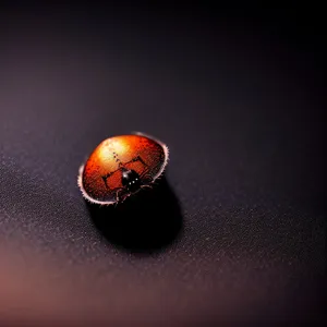 Ladybug on Pool Table