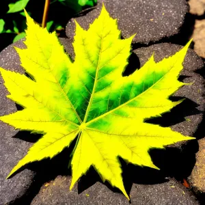 Vibrant Autumn Foliage in a Golden Forest