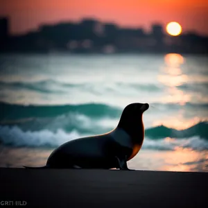Sunset Silhouette: Majestic Auk Soaring Over the Ocean