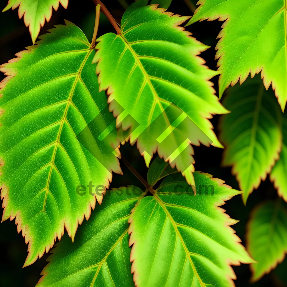 Picture of Sumac Leaves in Lush Forest