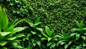Summer landscape with tea plant and tree foliage.