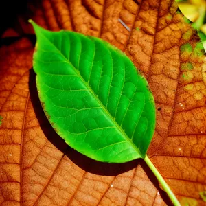 Vibrant Leaf Growth in Organic Garden