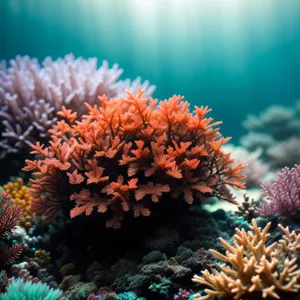 Colorful Coral Colony Under Sunlit Ocean Ridge