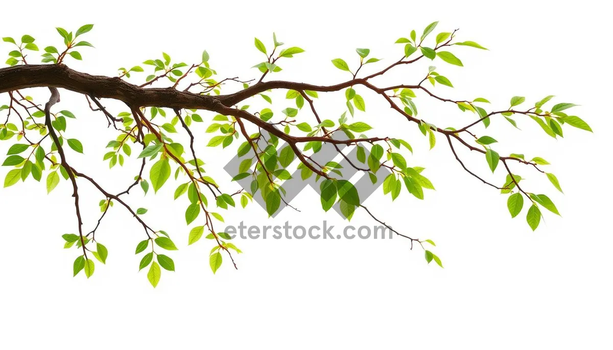 Picture of Summer Floral Pattern Design with Tree Branches and Leaves