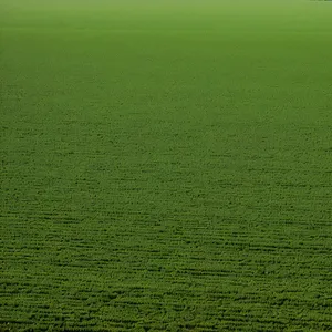 Vibrant Green Grass Texture on Meadow