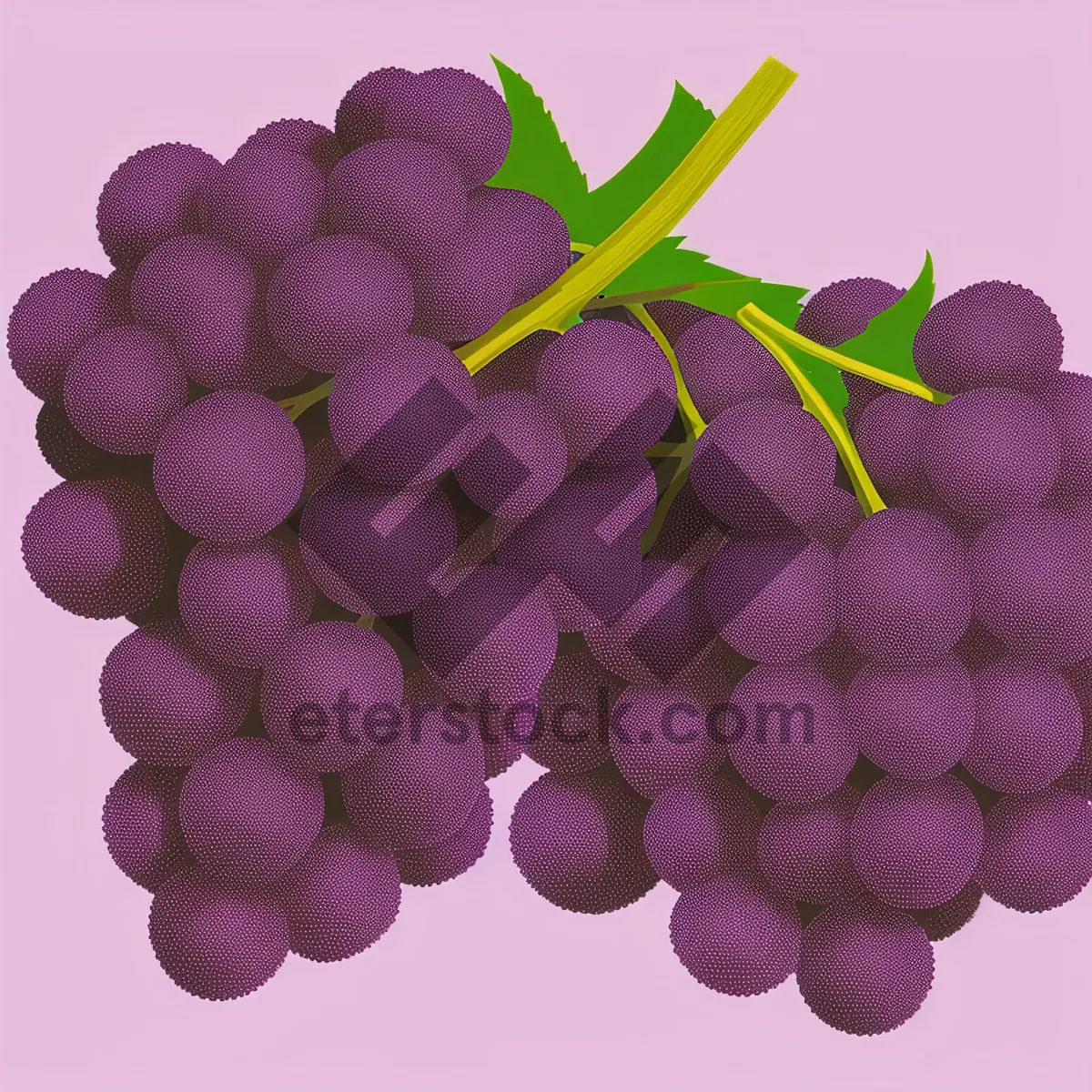 Picture of Fresh Autumn Harvest: Juicy Purple Grapes in Vineyard