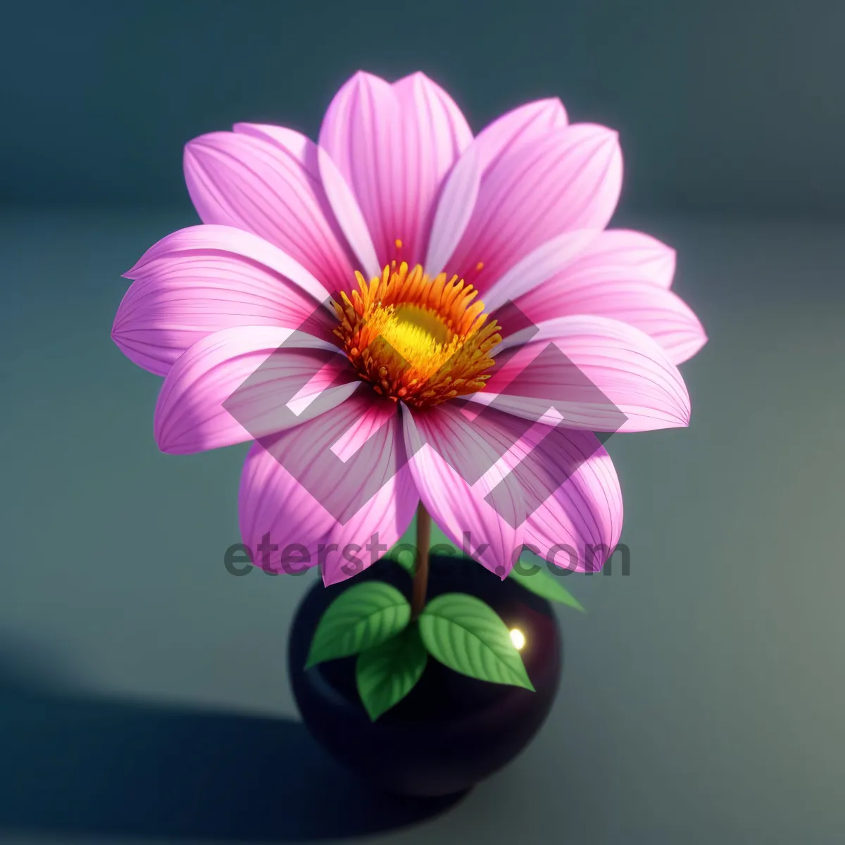 Picture of Pink Daisy Blossom in Full Bloom