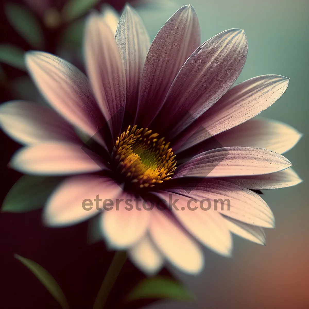 Picture of Yellow Daisy Blossom in Blooming Meadow
