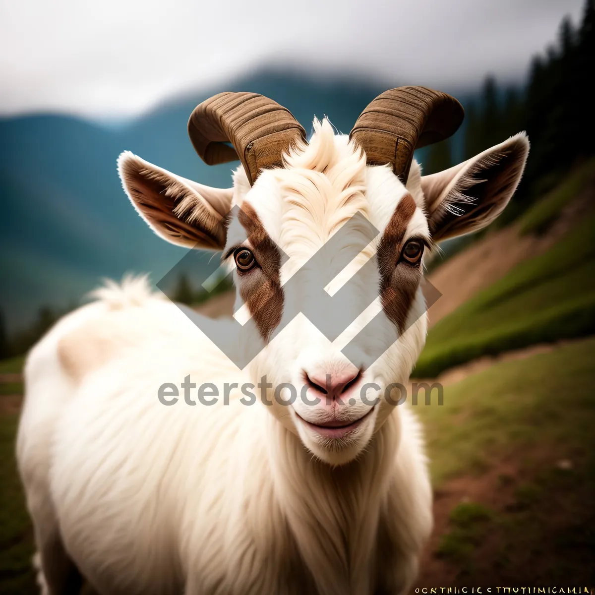 Picture of Rural Cattle Grazing in Farm Pasture