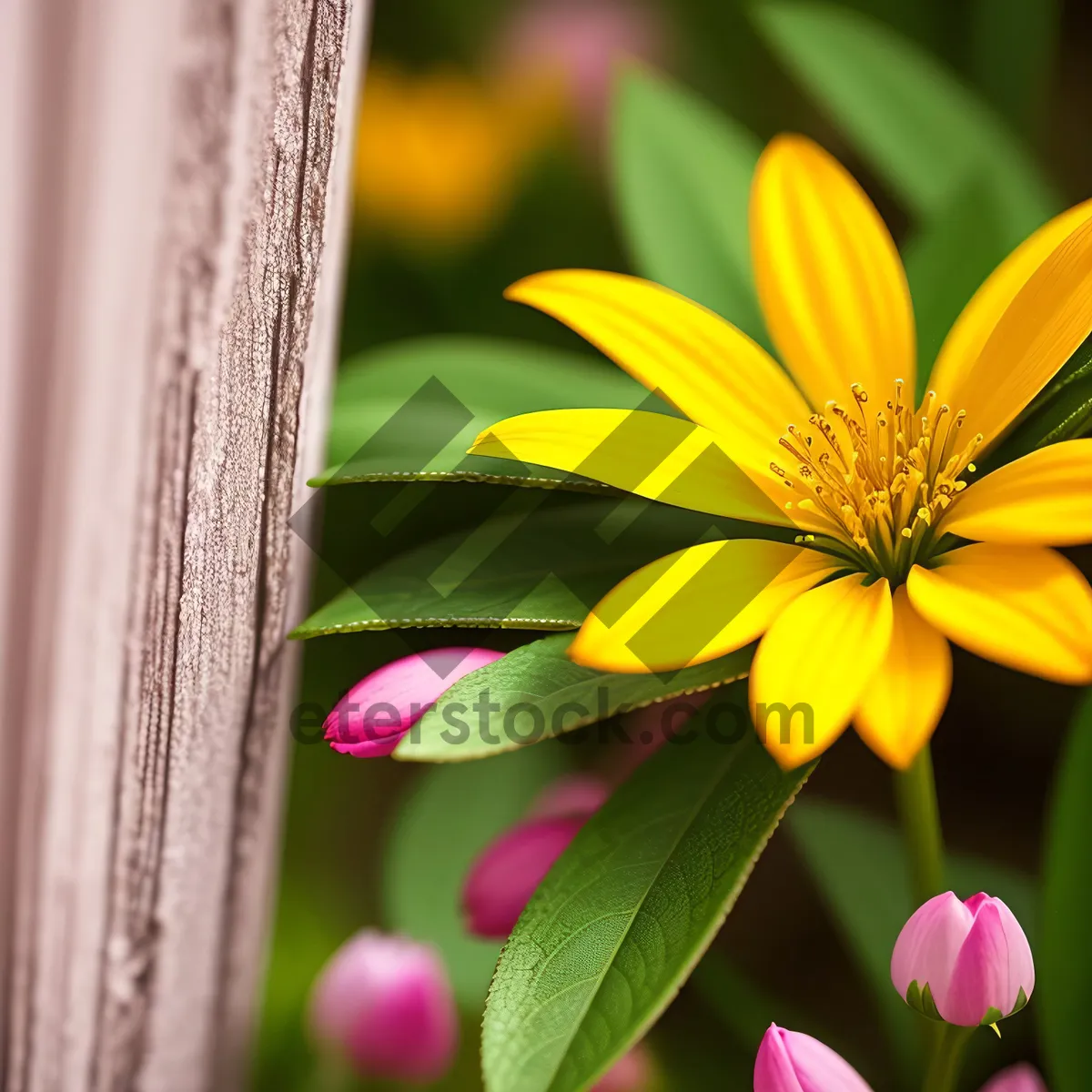 Picture of Sunflower Blossom in Vibrant Yellow