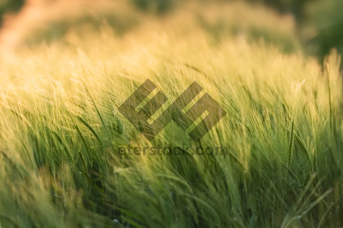 Picture of Golden Wheat Field Under Summer Sky