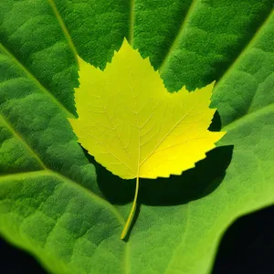 Colorful Maple Leaf in Summer Garden