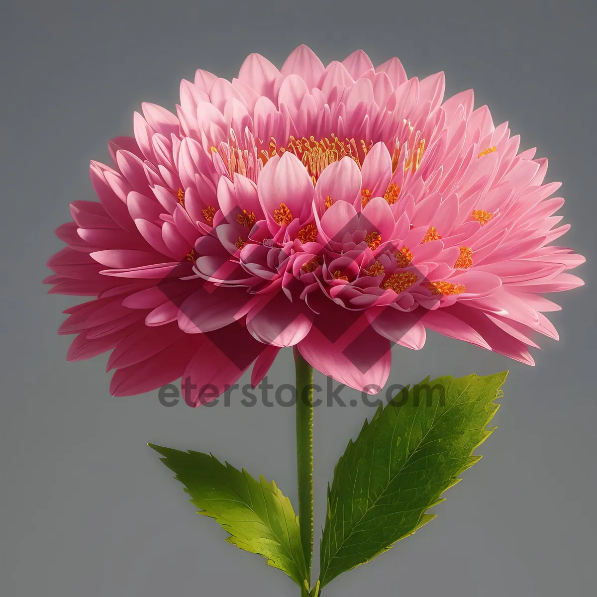 Picture of Bright Pink Daisy Blossom in Garden