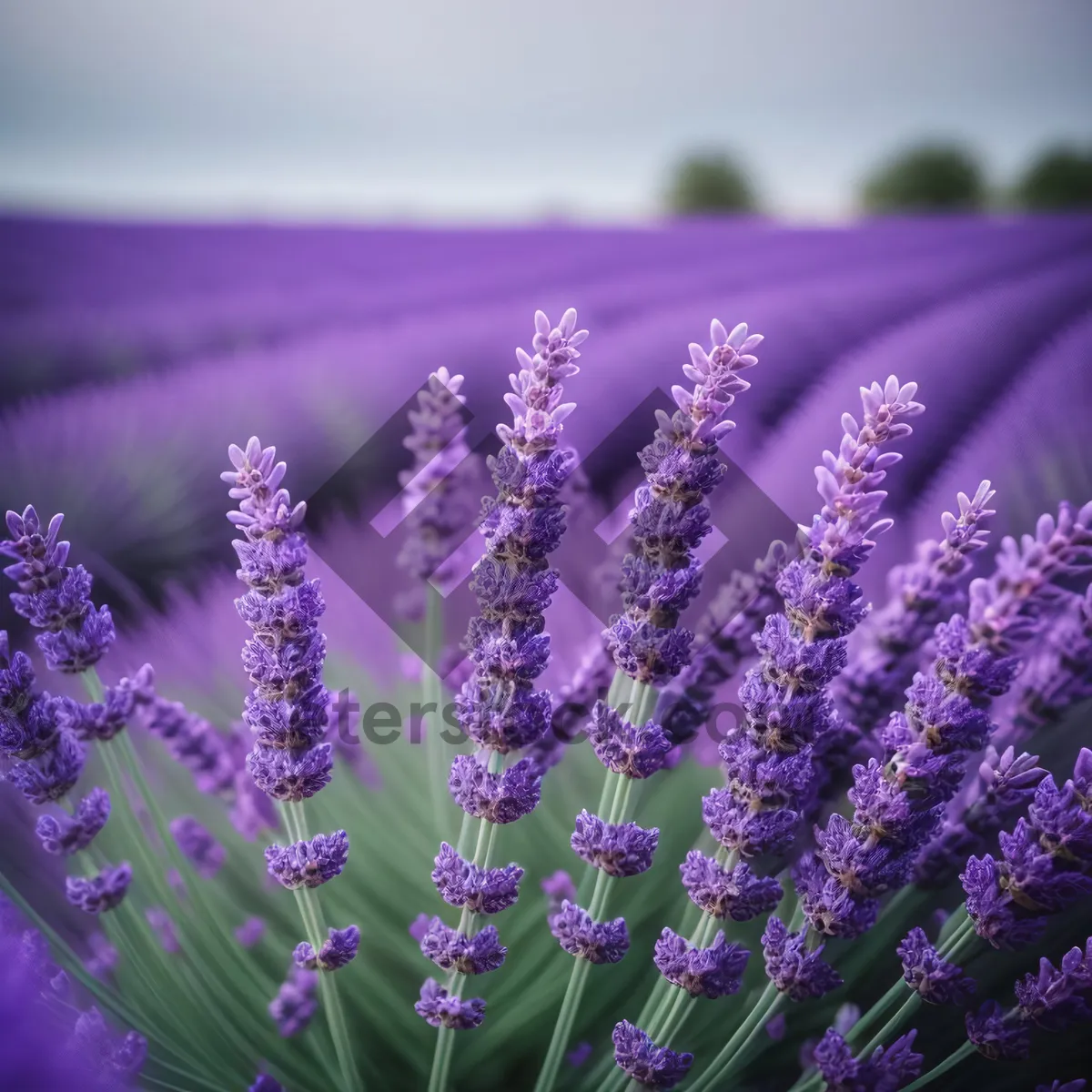 Picture of Lavender Field in Full Bloom