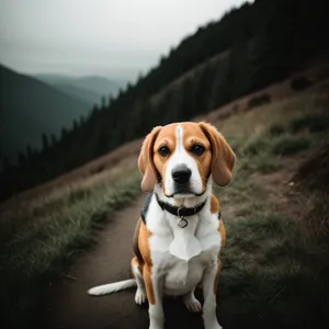 Brown Beagle Puppy - Adorable Purebred Canine