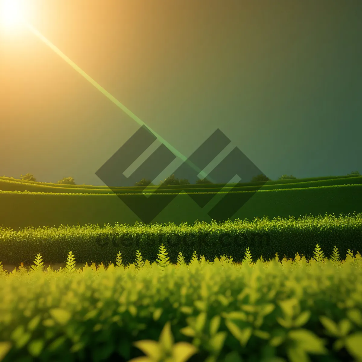 Picture of Sunlit Wheat Field in Rural Landscape