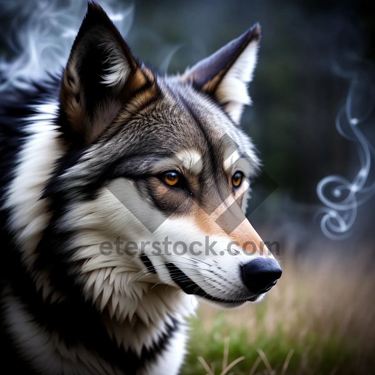 Picture of Majestic Malamute: Domestic Breed's Captivating Gaze