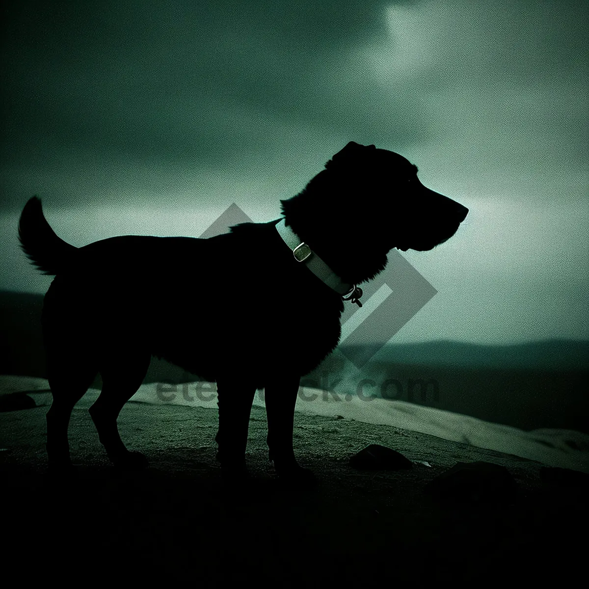 Picture of Golden Hour Beach Hunt: Silhouette of Hunting Dog at Sunset