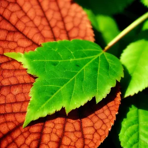 Vibrant Autumn Maple Leaf Closeup