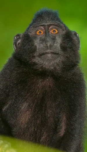 Primate portrait with black fur and cute eyes.