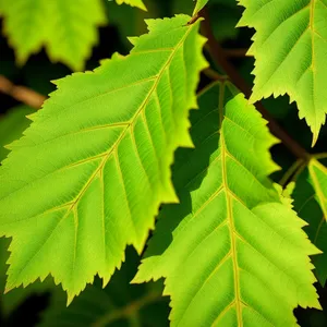 Lush Maple Leaves in Sunlit Forest
