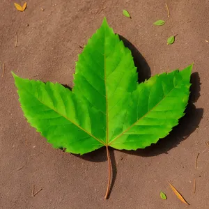 Vibrant Leaf Growth in Organic Garden