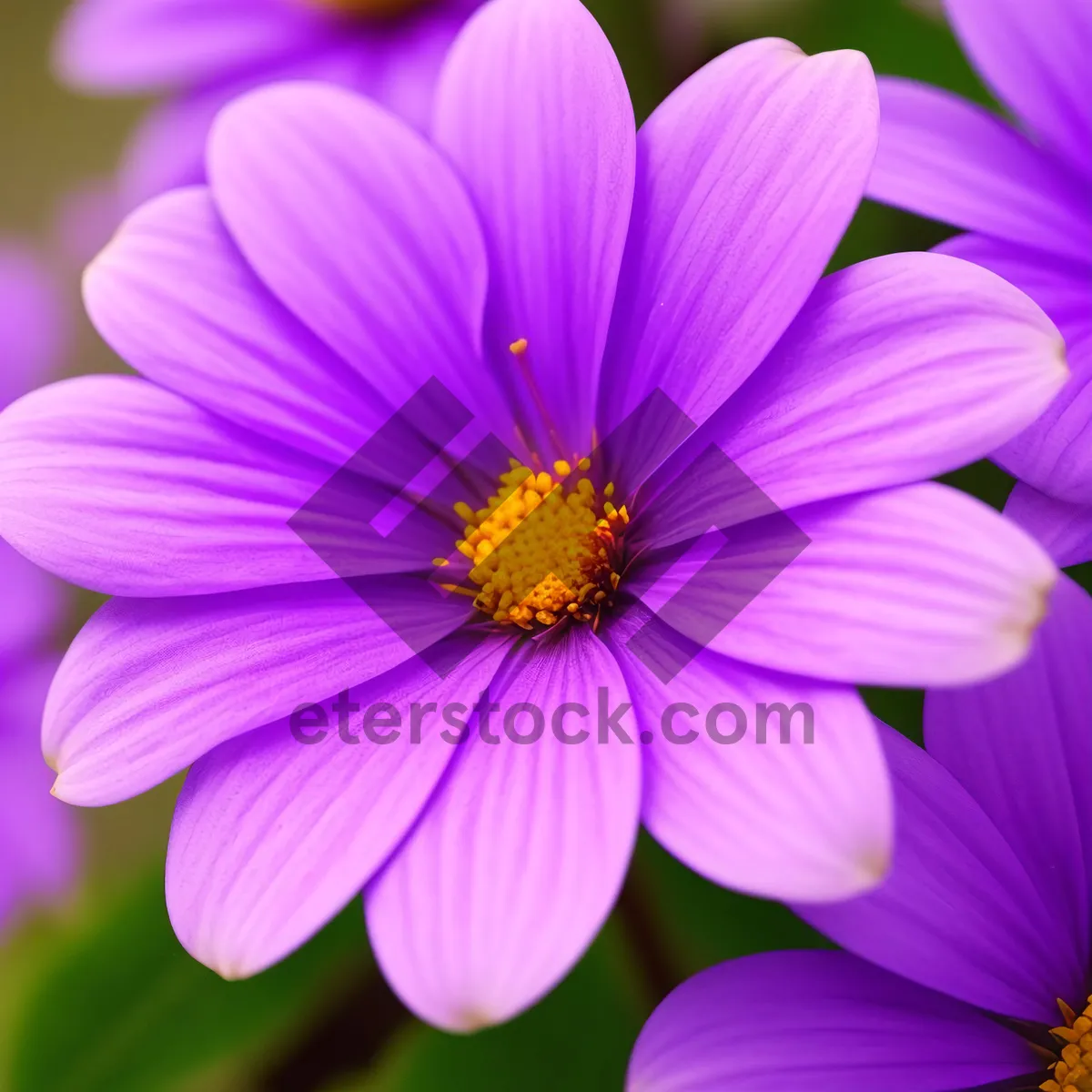 Picture of Pink Daisy Blossom in Vibrant Spring Garden