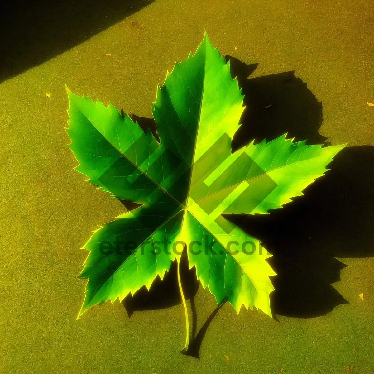 Picture of Vibrant Autumn Maple Leaf in Forest