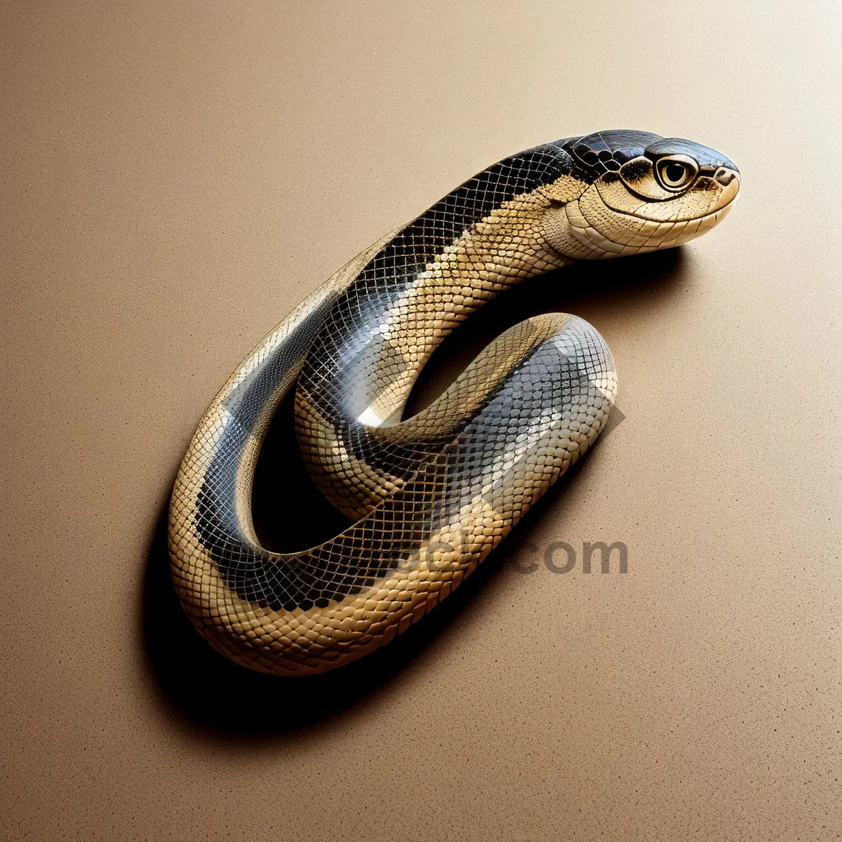 Picture of Garter Snake Coiled Stealthily at Night