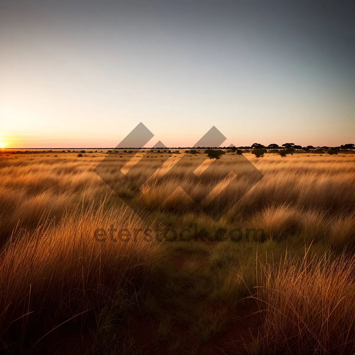 Picture of Golden Sunset Over Rural Landscape