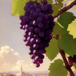 Juicy Grape Cluster in a Vineyard