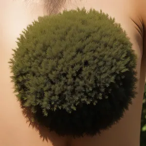 Flora Decoration - Close-up of Sunflower