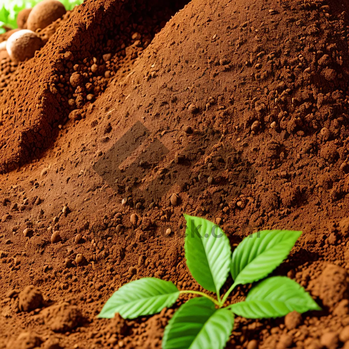 Picture of Thriving Leafy Soil and Seedling Growth