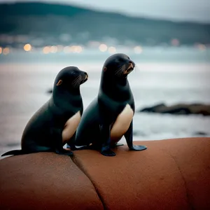 King Penguin basking on sandy beach