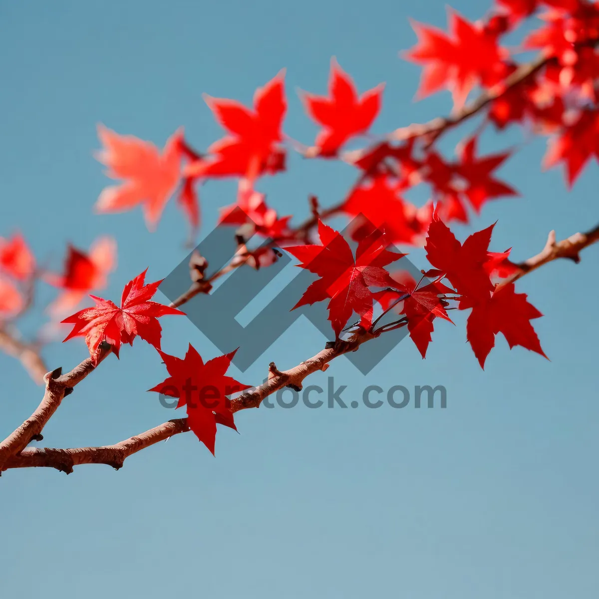 Picture of Autumn Glory: Vibrant Maple Leaves in Fall