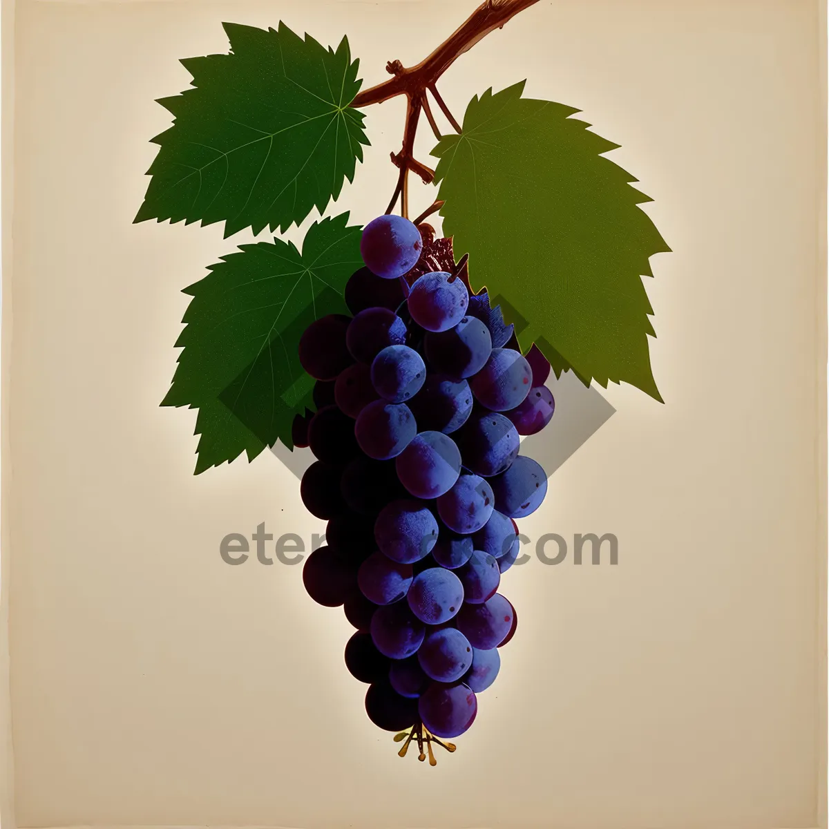 Picture of Bursting with Ripe, Juicy Purple Grapes