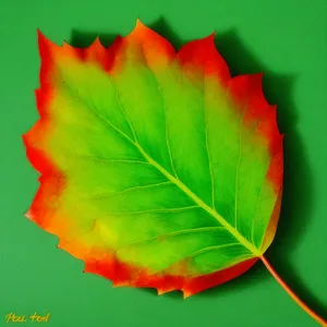 Colorful Poisonous Flower Blossom for Valentine's Day