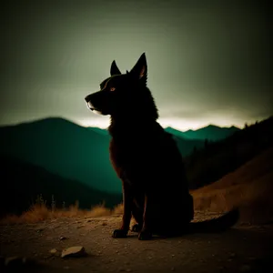 Silhouette of Shepherd Dog on Beach at Sunset