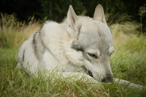 Domestic Canine Portrait with Cute Furry Eyes