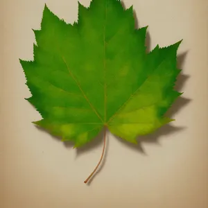 Vibrant Autumn Maple Leaf: Organic Foliage in a Seasonal Forest