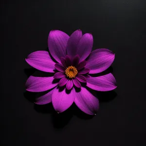 Purple Petal Blossom: Vibrant Floral Bloom in a Colorful Garden
