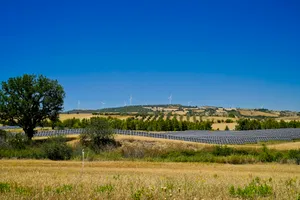 Summer landscape with tree and fence in a rural setting.