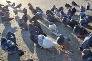 Coastal Seabird Dove by the Beach