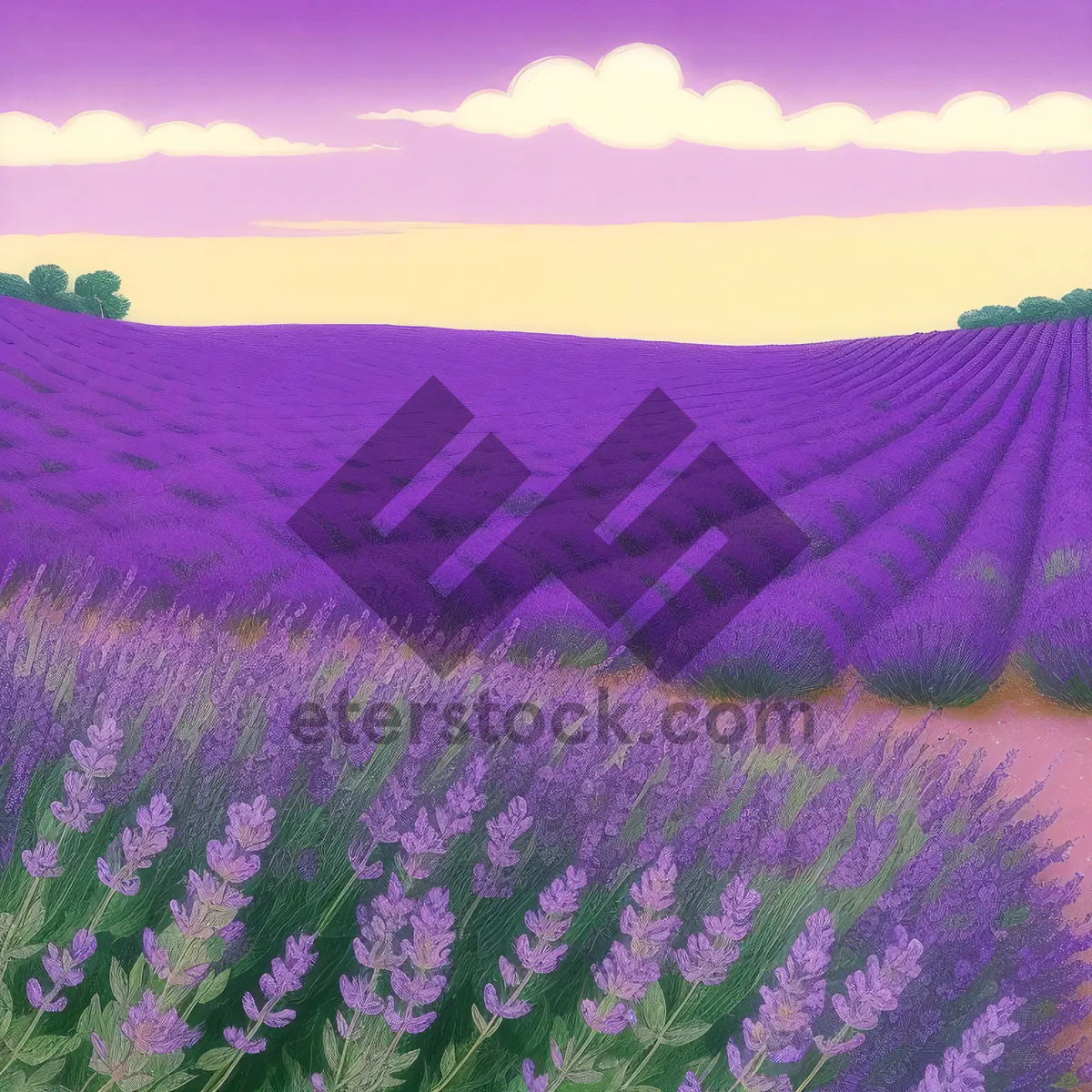 Picture of Lilac lavender field bursting with vibrant colors.