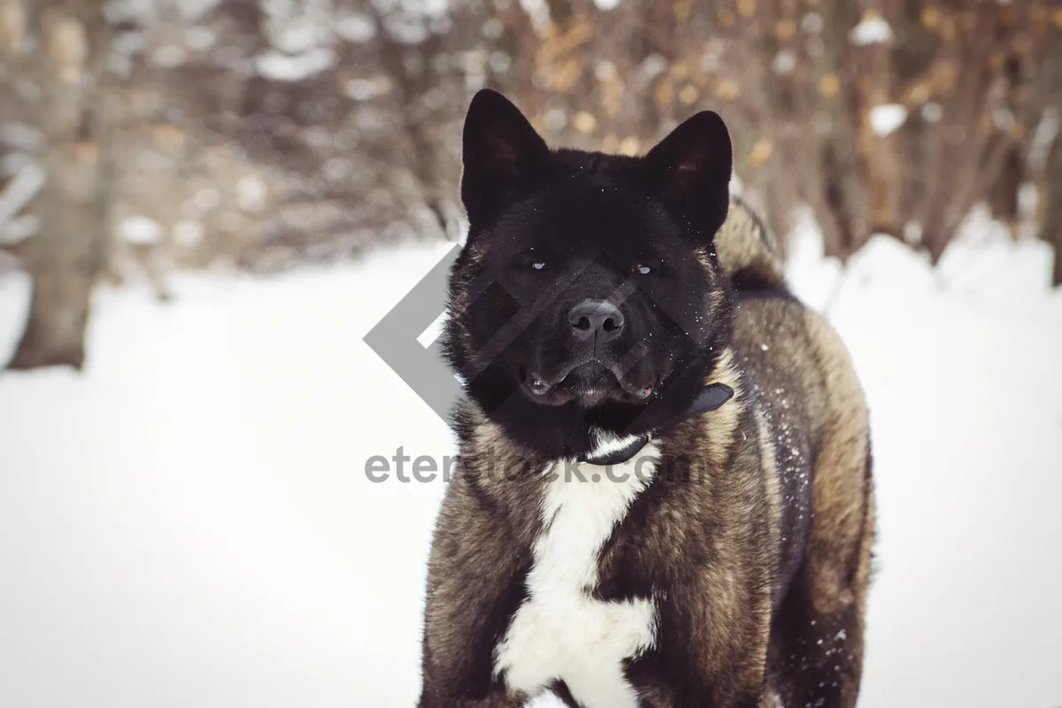 Picture of Black Shepherd Dog - Adorable Purebred Canine Portrait